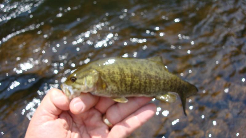 First fish of the day.JPG
